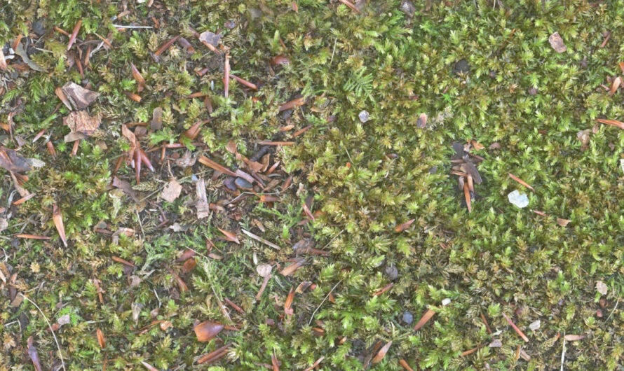 A free CC0 PBR public domain moss, moss wall, moss floor, moss covered wall, moss covered floor, moss foliage, green and brown moss covered foliage 3D model, photoshop and blender texture